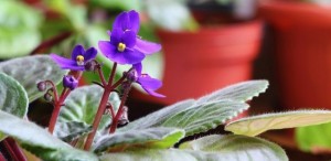 flores fáceis de plantar violeta