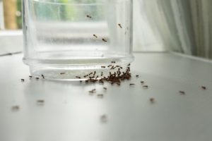 como acabar com formigas